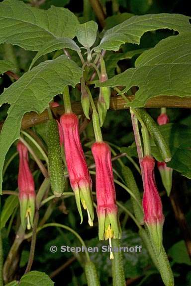 fuchsia splendens 1 graphic